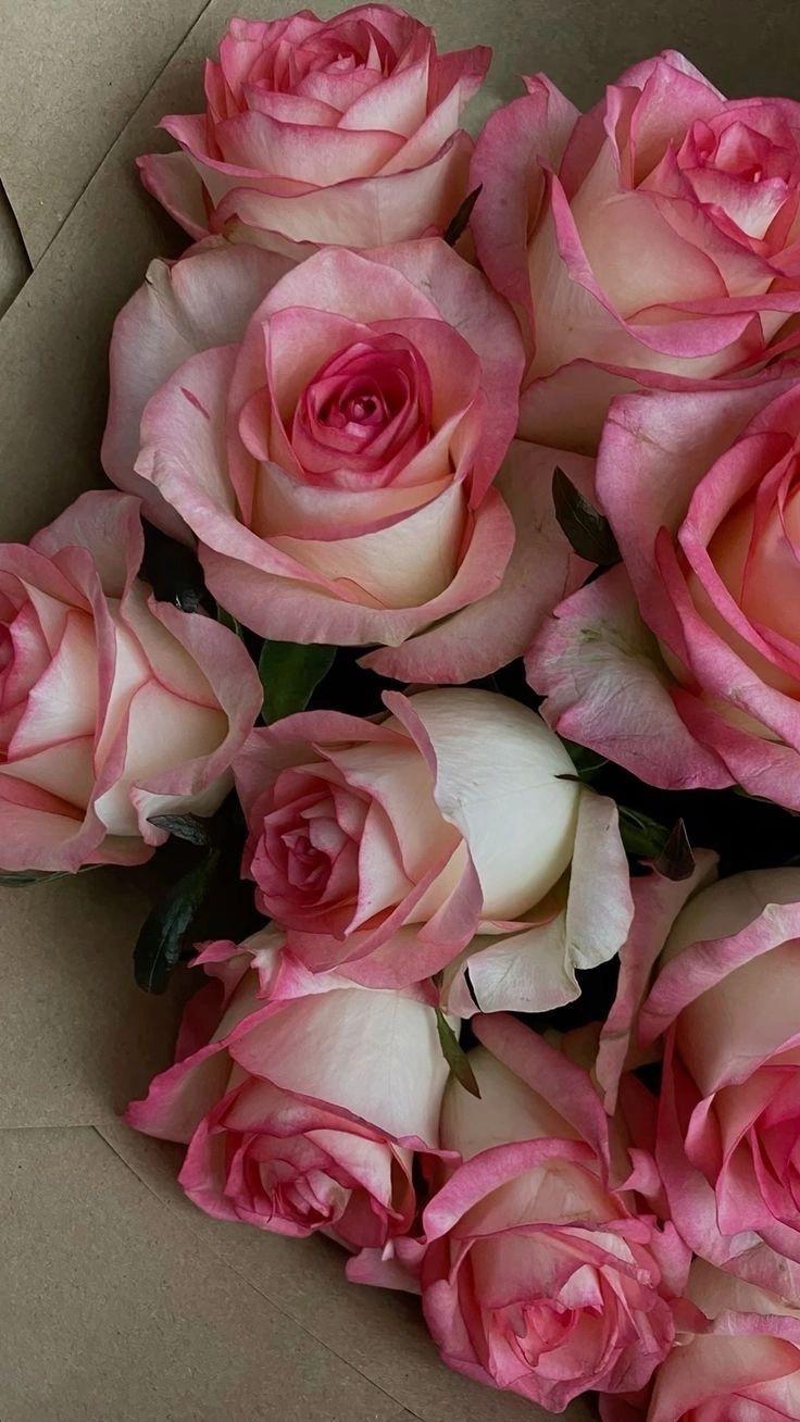 Secret Garden Embrace: Velvety Petal Symphony